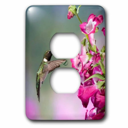 3dRose Ruby-throated Hummingbird at Penstemon hybrid. Marion, Illinois, USA. - 2 Plug Outlet (The Best Outlets In Usa)