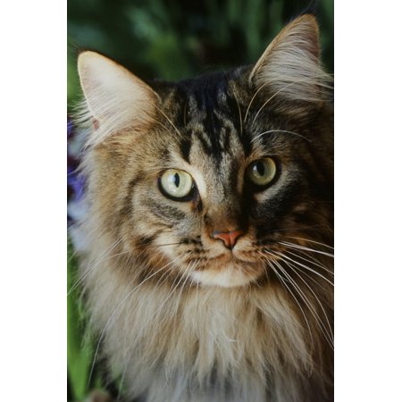 - Maine Coon Cat Print Wall Art