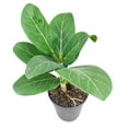 thumbnail image 6 of Ficus Audrey (6" Minimalist Pot) - Fiddle Leaf Fig - Air purifying Indoor Plant - Easy to Care Houseplant for Beginners - Best Houseplant for Home Office Decoration, 6 of 8