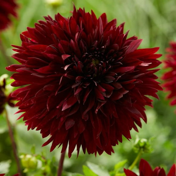 Flower Bulbs - Dahlia Fimbriata Black Touch (3 Bulbs)