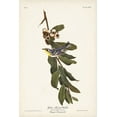 thumbnail image 2 of Audubon, John James 13x18 Black Ornate Wood Framed with Double Matting Museum Art Print Titled - Pl. 85 Yellow-throated Warbler, 2 of 4