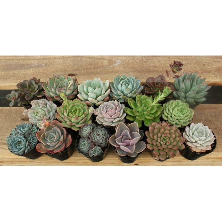 organic garden seed 10 Essential Garden Seeds  Free with Shipping