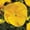 Gold, variant on Pansy Flower Garden Seeds - Delta Premium F1 Series - Pure Lemon - 500 Seeds - Annual Flower Gardening Seed - Viola x wittrockiana