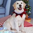 thumbnail image 4 of Nuevo, adecuado collar de perro navideño con cascabeles (M), 4 of 5