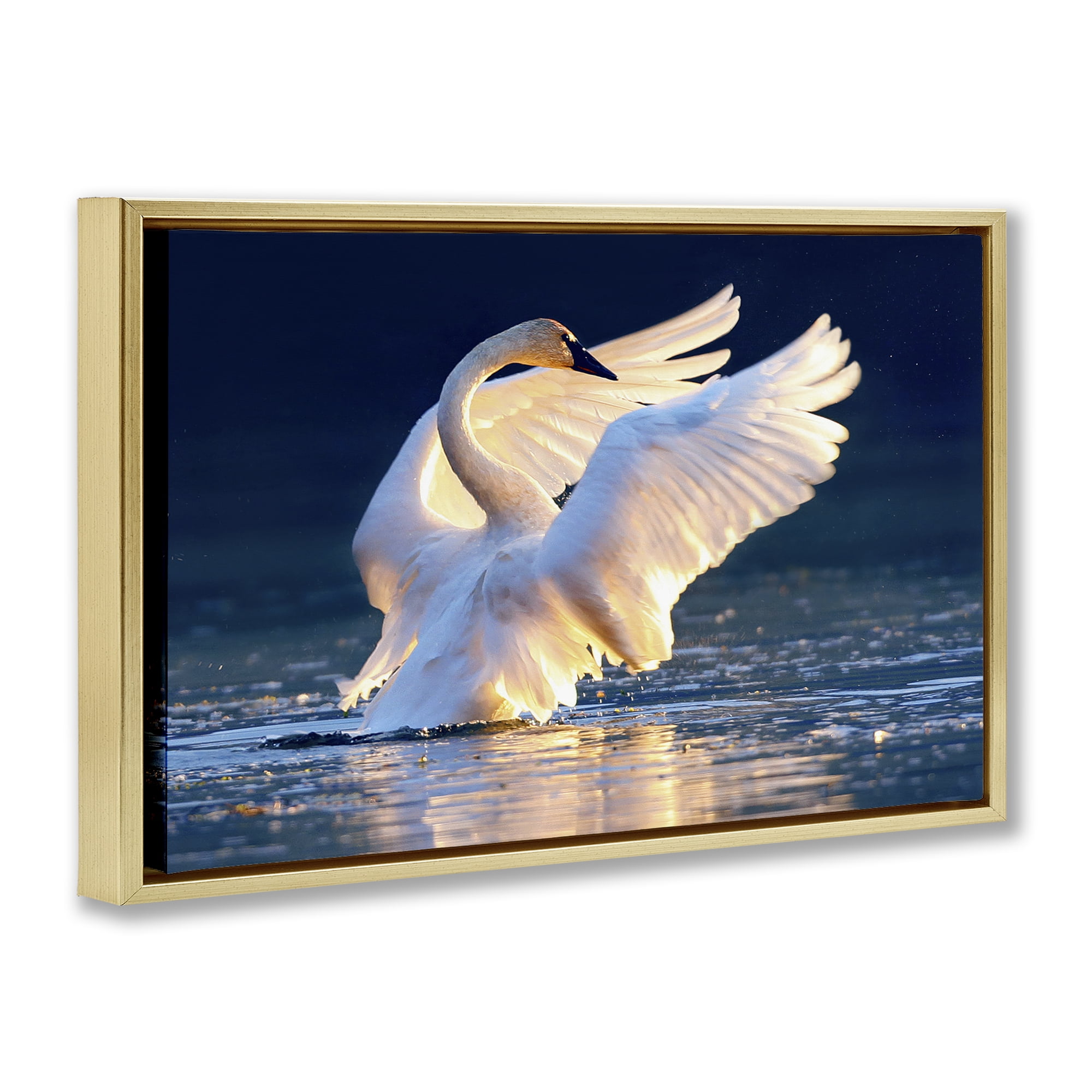 Stupell Industries Sunset Symphony Swan Animals Photography Gold Floater Framed Canvas Art Print Wall Art, 25 x 17