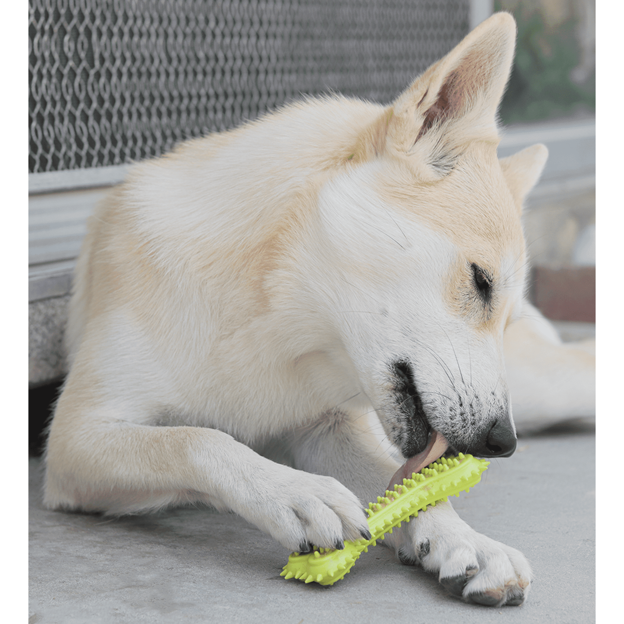 Dog Rope Toys for Small & Medium Dogs Dog Toy Pack of 11 Puppy Teething Toys