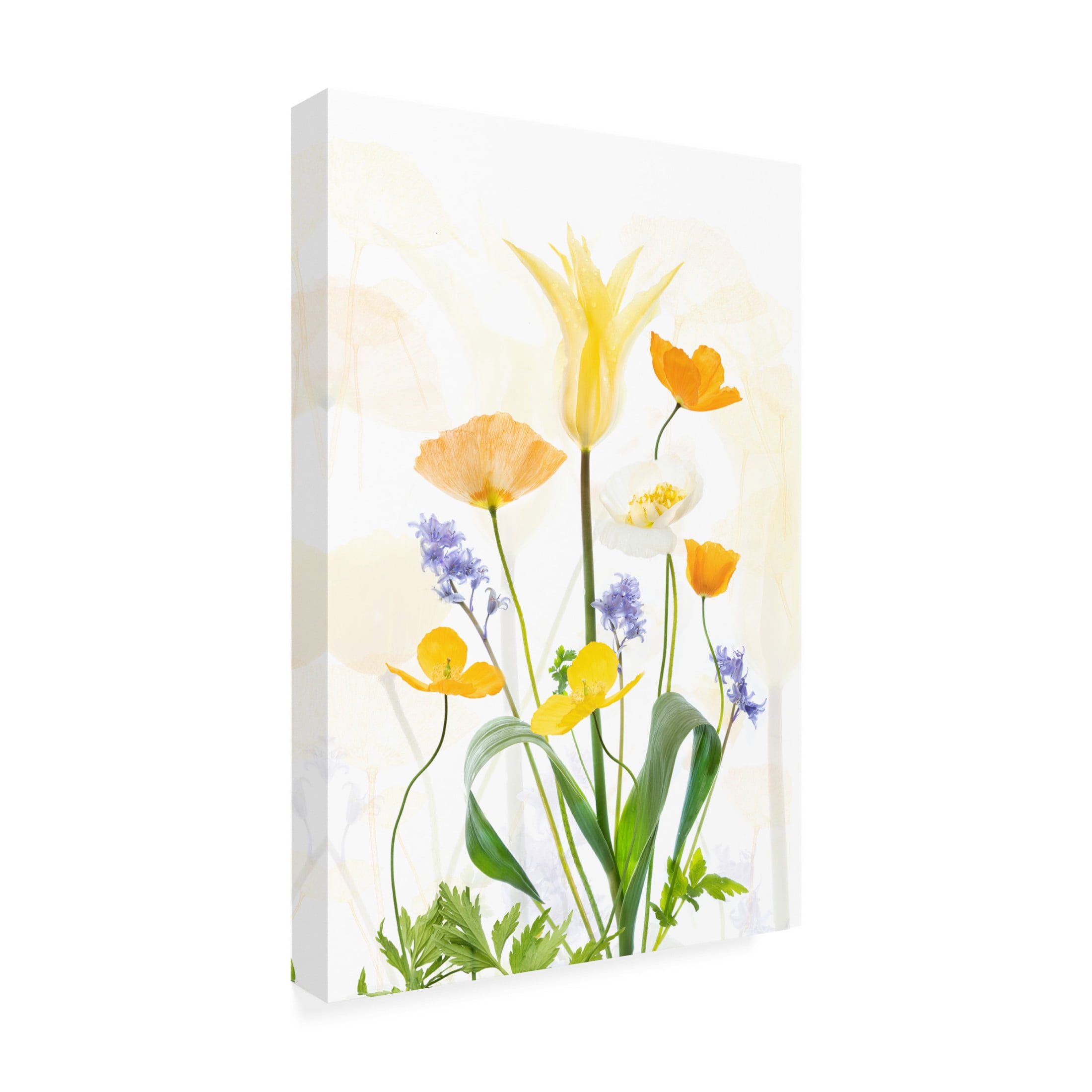 Trademark Fine Art Sharon Williams  Spring Splendour Canvas Wall Art