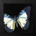thumbnail image 2 of Vision Studio 20x20 Black Modern Framed Museum Art Print Titled - Small Dramatic Butterflies I, 2 of 5