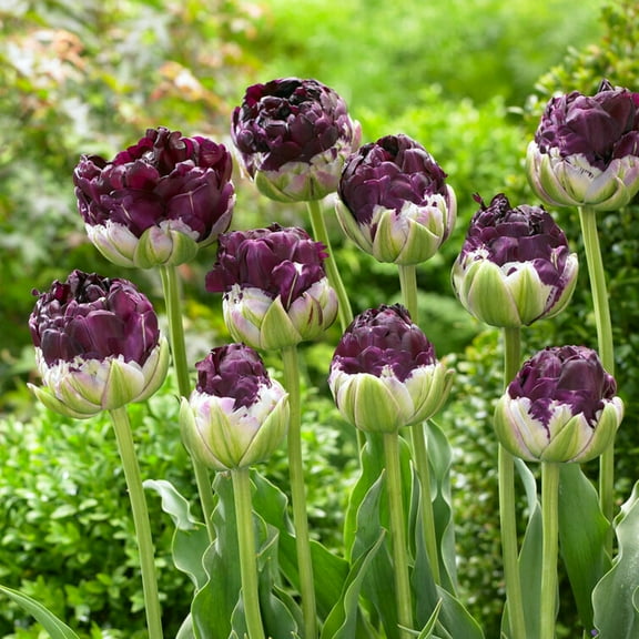 Easy to Grow Tulip Wow 10 Plant Bulbs Double Group, Spring Zones 3-8