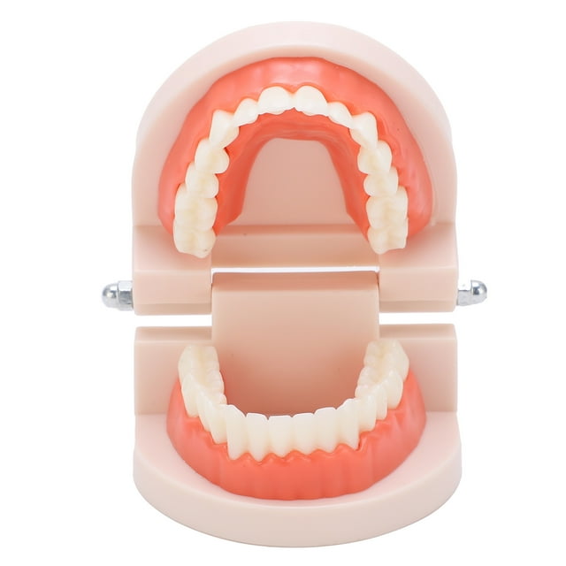 Modelo de dentadura postiza, modelo de dientes pequeños, cepillo para jardín de infantes, modelo de enseñanza, herramienta de enseñanza dental para niños, salida de alta intensidad