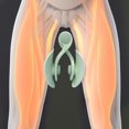 thumbnail image 3 of Entrenador de cadera Ejercitador medial Piso Equipo de entrenamiento muscular Clip de ejercicio kusrkot entrenador de cadera, 3 of 7