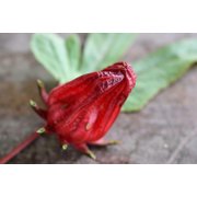 100+ Roselle Seeds (Hibiscus sabdariffa) – Florida Cranberry, Jamaican Sorrel, October Hibiscus – Heirloom Red Sorrel for Herbal Tea, Jams & Garden Planting