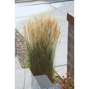 3 Karl Foerster Feather Grass in 4 Inch Containers
