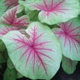 thumbnail image 2 of Mint Julep Caladium - 3 Bulbs - Fancy Pink Veins with Lime Green Edge, 2 of 3