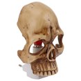 thumbnail image 3 of Lámpara de noche de calavera enchufable en la pared, brillo ajustable, esqueleto de resina, luz nocturna, decoración de pared de calavera para Halloween, enchufe europeo de 220V, 3 of 15