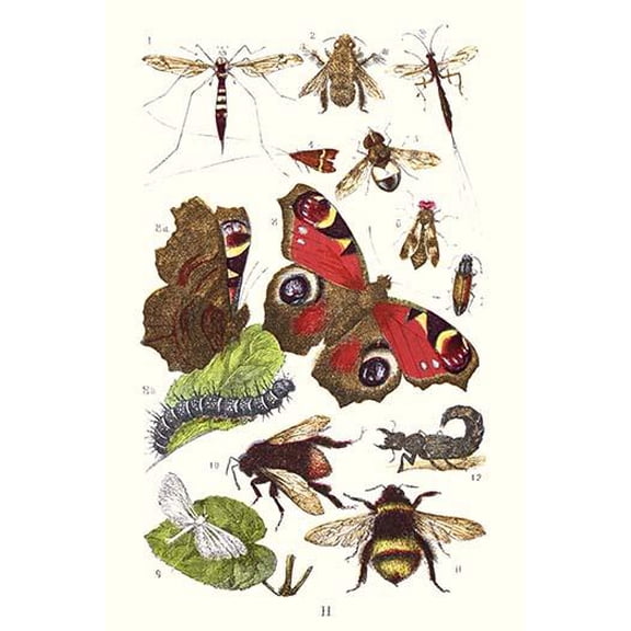 Mason Bee, Sting-fly, Peacock Butterfly, Humble Bee- Fine Art Canvas Print (20" x 30")