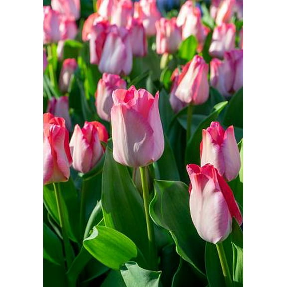 Pink Sound Darwin Tulip - 12/ cm Bulbs - 5 Bulbs