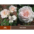 thumbnail image 2 of 30 Rare Seeds| Prairie Star Hardly Rose Seeds-Authentic Seed-Flowers-Rose seed-Herb seed-Vegetable Seeds-Mix Seeds for Plant-B4G1#1012, 2 of 5