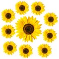 thumbnail image 1 of Houderco 1Jgo Vinilo Decorativo Girasol Amarillo Fácil De Y Quitar Para Hogar, 1 of 6
