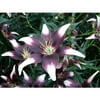 Euroblooms Lily Asiatic Netty's Pride, 6 Flower Bulbs