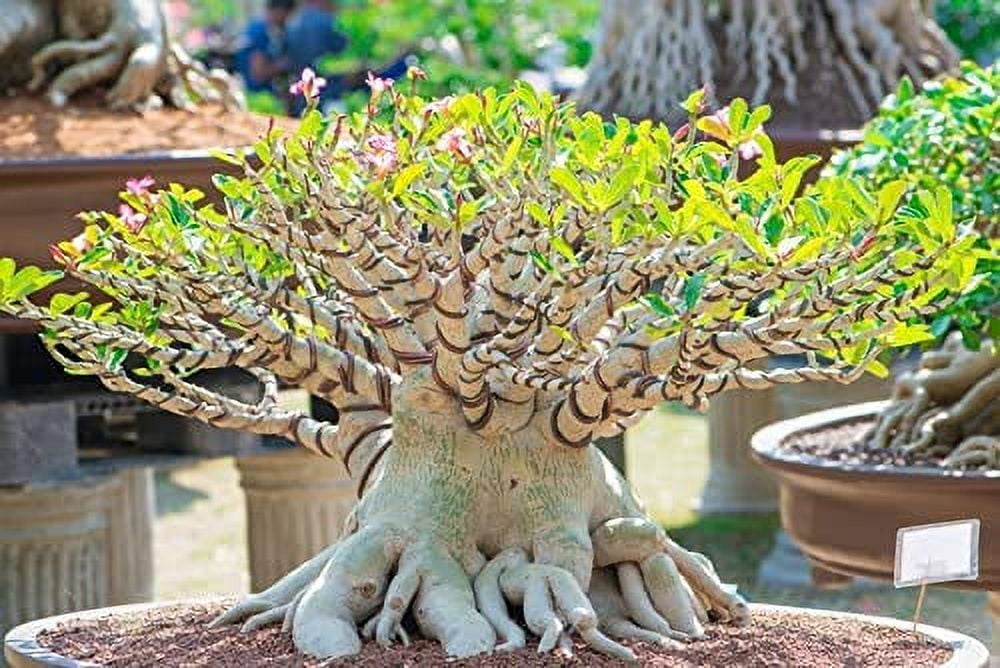 CZ Grain 200 Mixed Color Desert Rose Seeds, Easy to Grow