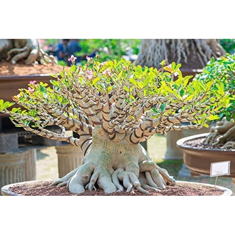 Mixed Color Desert Rose Seeds | Easy to Grow Adenium Obesum - Exotic Bonsai Plant (30 Seeds)