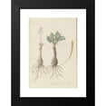 thumbnail image 2 of Robert Jacob Gordon 17x24 Black Modern Framed Museum Art Print Titled - Gethyllis Lanuginose Marloth (Gethyllis Villosa) (Kukumakranka) (1777 - 1786), 2 of 5
