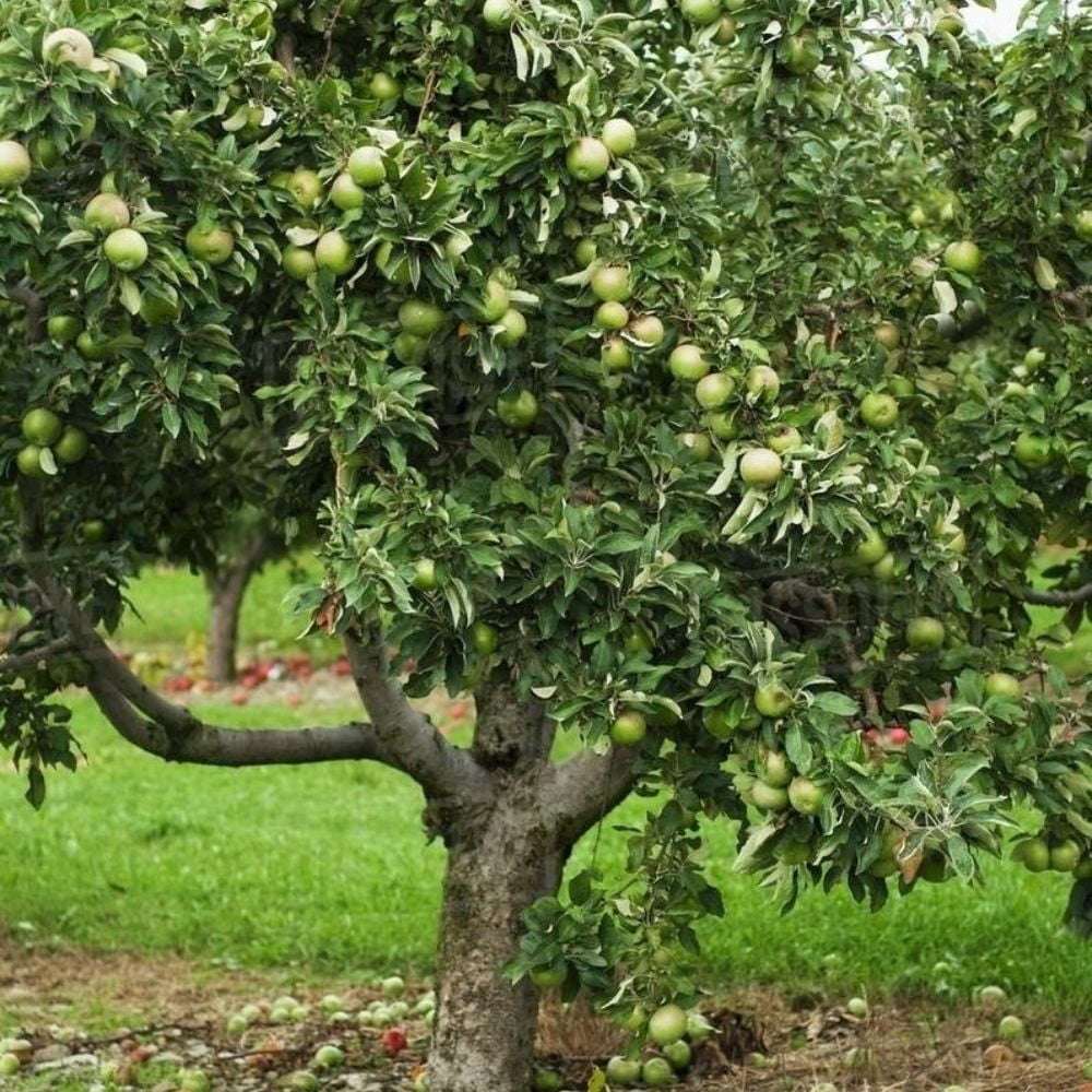 Expert Gardener 2-3 ft tall Granny Smith Apple Live Tree in 5-Gallon Grower Pot
