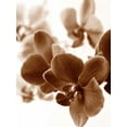 thumbnail image 2 of Szilagyi, lly 25x32 Black Ornate Wood Framed with Double Matting Museum Art Print Titled - Dreamy Orchids II, 2 of 4