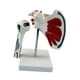 thumbnail image 2 of Modelo de articulación del hombro humano, modelo de articulación del hombro del ligamento, anatómico incluye soporte, muestra de ayuda para enseñar, 2 of 10