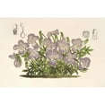 thumbnail image 2 of Charles Antoine Lemaire 18x13 Gold Ornate Wood Frame and Double Matted Museum Art Print Titled - Powder Purple (1854-1896), 2 of 4