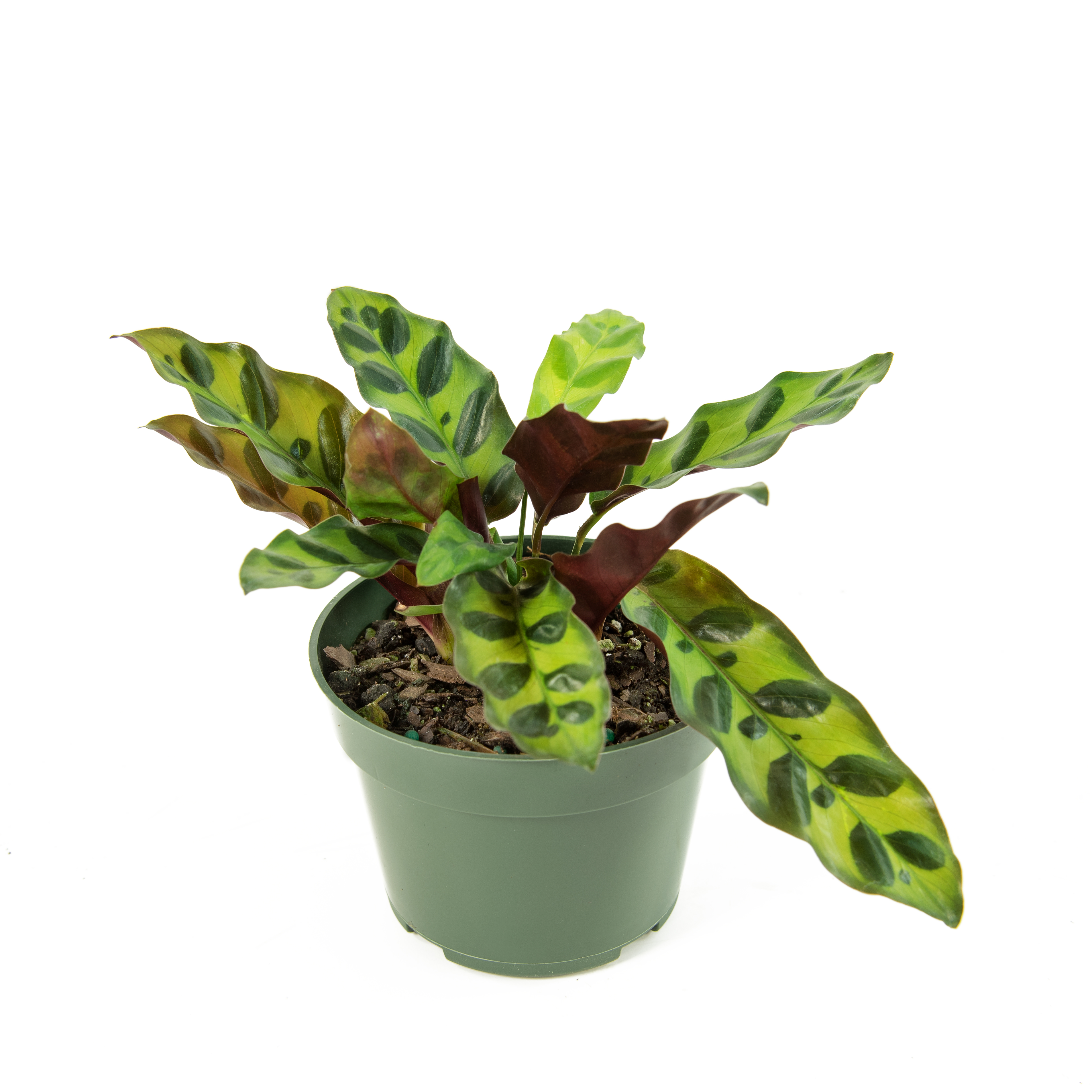 Plant with Purpose 4 in. Calathea Lancifolia Live Houseplant with Bright Indirect Sunlight - 3 Piece