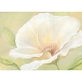 thumbnail image 3 of Boucher, Nathalie 14x11 Black Modern Framed Museum Art Print Titled - White flower I, 3 of 5