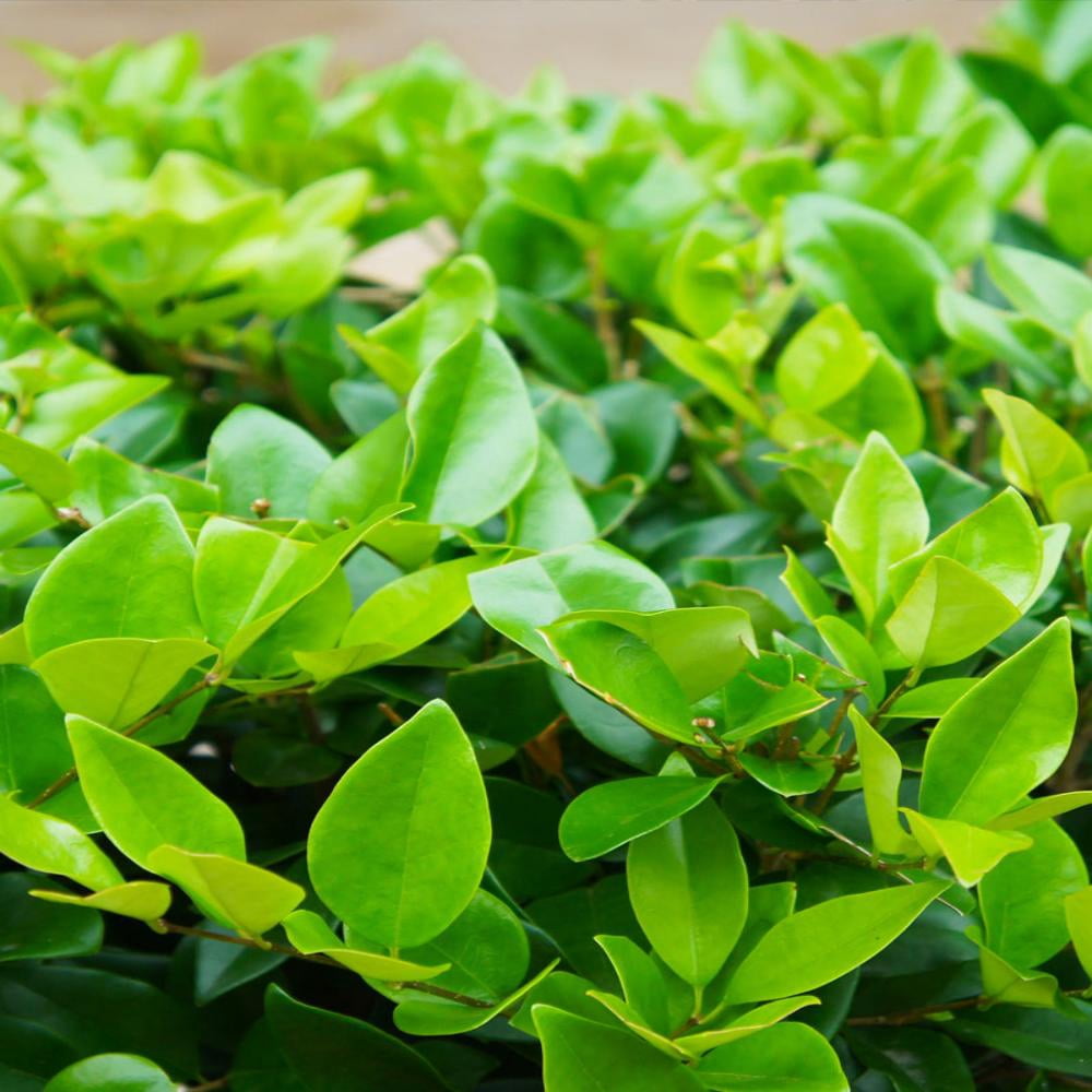Expert Gardener Waxleaf Ligustrum Live Shrub, 3-4 ft Tall, 7-Gallon Grower Pot