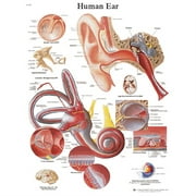 Anatomical chart: ear, laminated