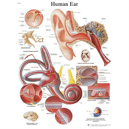 Anatomical chart: ear, laminated