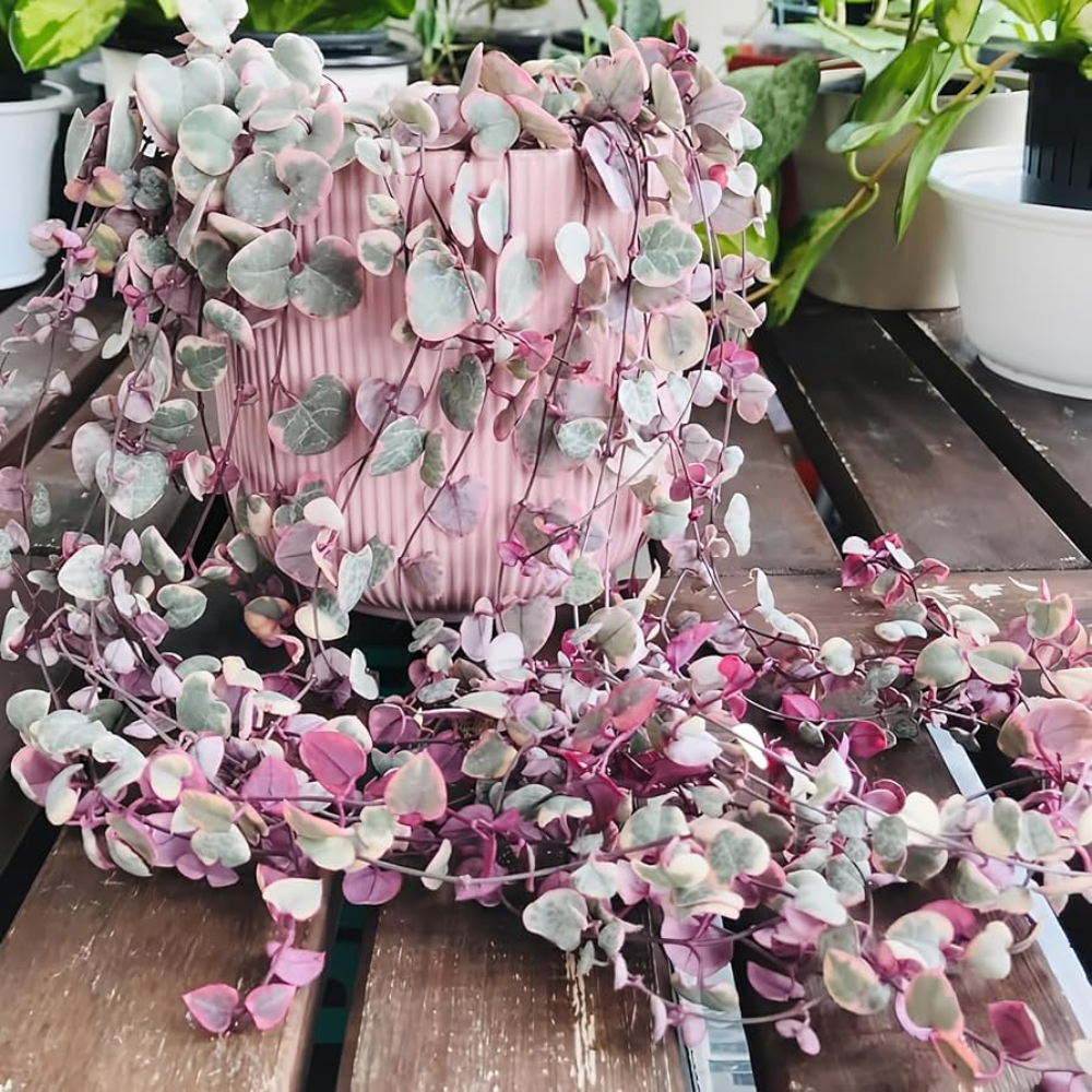 Variegated String of Hearts Plant Live, Ceropegia Woodii Vine Succulent Live Houseplant, In 2.5" Pot