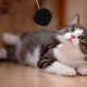 thumbnail image 3 of 6 uds bolas para gatos juguete interactivo Teaser bolas elásticas colgantes bolas de juguete para gatos divertido gatito bolas peludas, 3 of 8