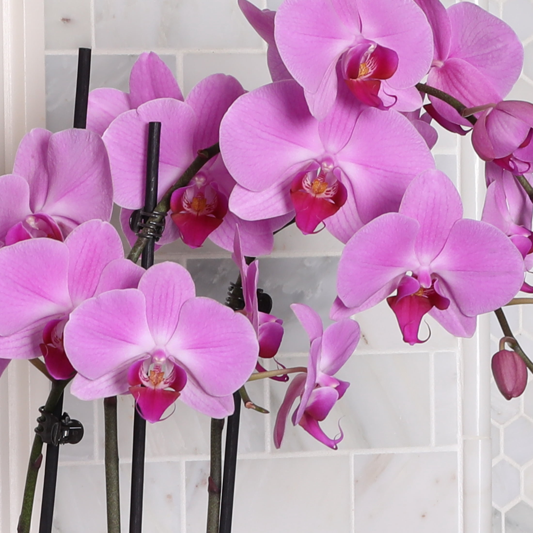 Just Add Ice 16-30" Pink Premium Orchid Duo Live Plants in 10" Silver Ceramic Planter, Indoor House Plant, Bright Indirect Lighting