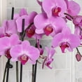 Just Add Ice 16-30" Pink Premium Orchid Duo Live Plants in 10" Silver ...