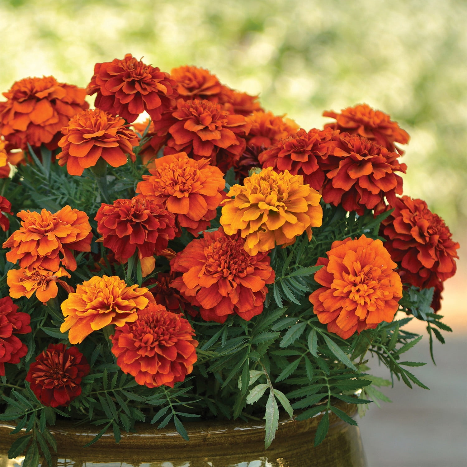 Altman Plants Red French Marigold 4-Pack, Marigolds, Spring Flowers, 4" Pots, Annuals, Full Sun