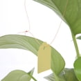 thumbnail image 3 of Kuymtek Etiquetas para Plántulas DIY 200 Uds. Etiquetas Creativas para Plantas Y Flores Herramientas Jardín (amarillo), 3 of 7
