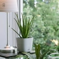 thumbnail image 4 of Flowerpot Garden Planting Pot Office Decor Home To Prevent The Roots Rotted Durable Beautiful White Imitation Ceramic, 4 of 16