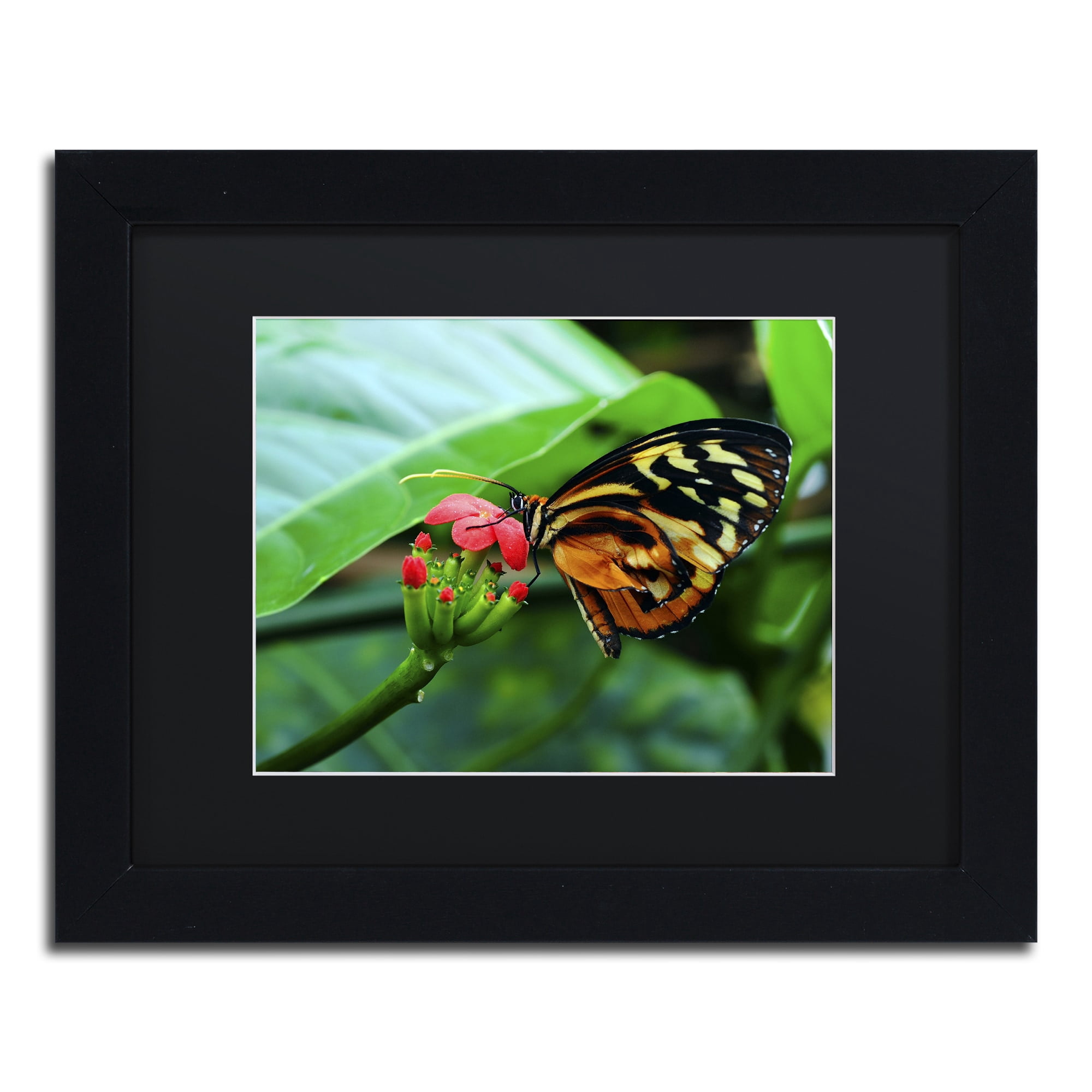 Trademark Fine Art "Cream Spotted Tigerwing" Canvas Art by Kurt Shaffer, Black Matte, Wood Frame
