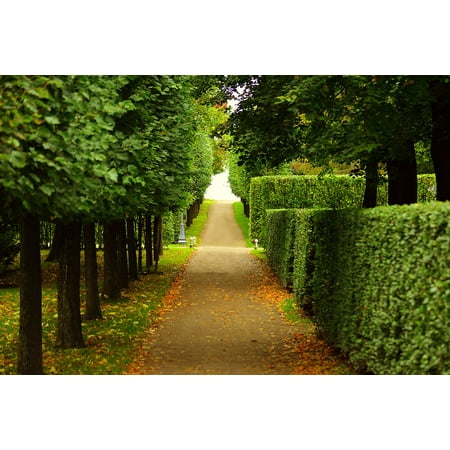 LAMINATED POSTER Bushes Lining Walkway Path Trimmed Leaves Trees Poster Print 24 x (Best Way To Trim Bushes)