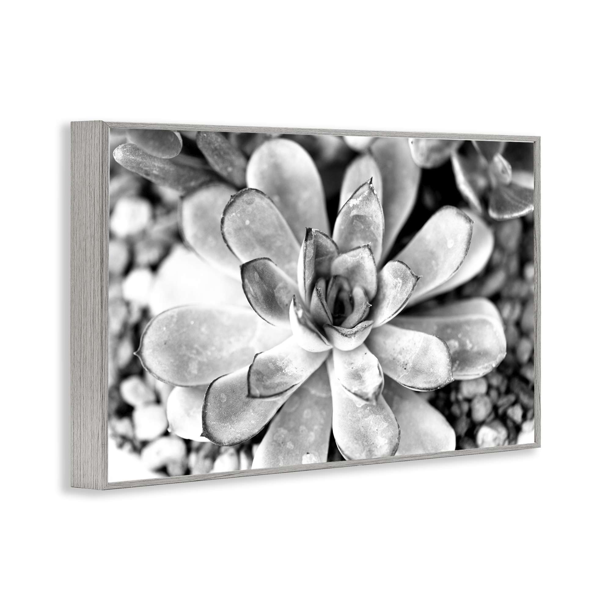 Stupell Industries Monochrome Succulent Leaves Botanical & Floral Photography Gray Framed Art Print Wall Art, 30 x 20