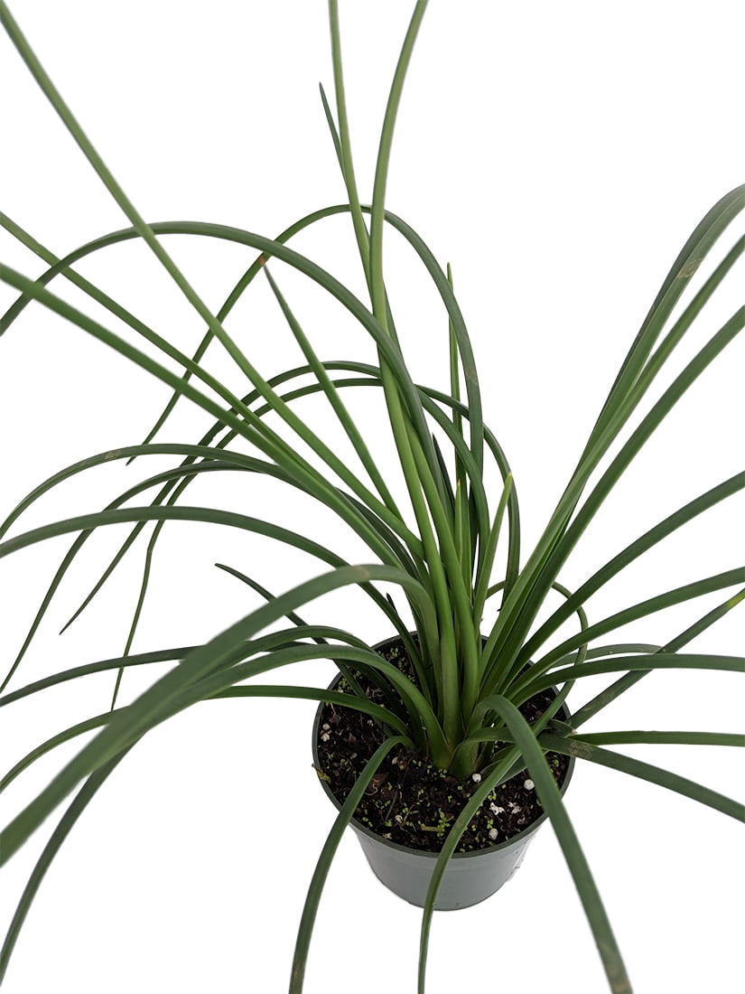 Spaghetti Strap Agave Plant 4" Pot