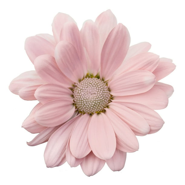 Pompom さん Pompon Painted Sand (60 Stems) - Samsclub.com