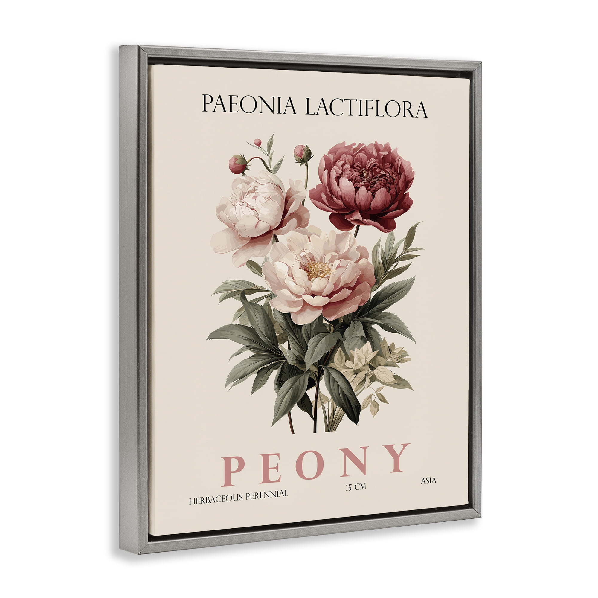 Stupell Industries Natural Peony Bundle Gray Framed Floater Canvas Wall Art, design by Christopher Giampietro