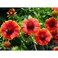 thumbnail image 3 of TomorrowSeeds - Indian Blanket Flower Seeds - 2000+ Count - For 2026 Planting Gaillardia Pulchella, 3 of 9